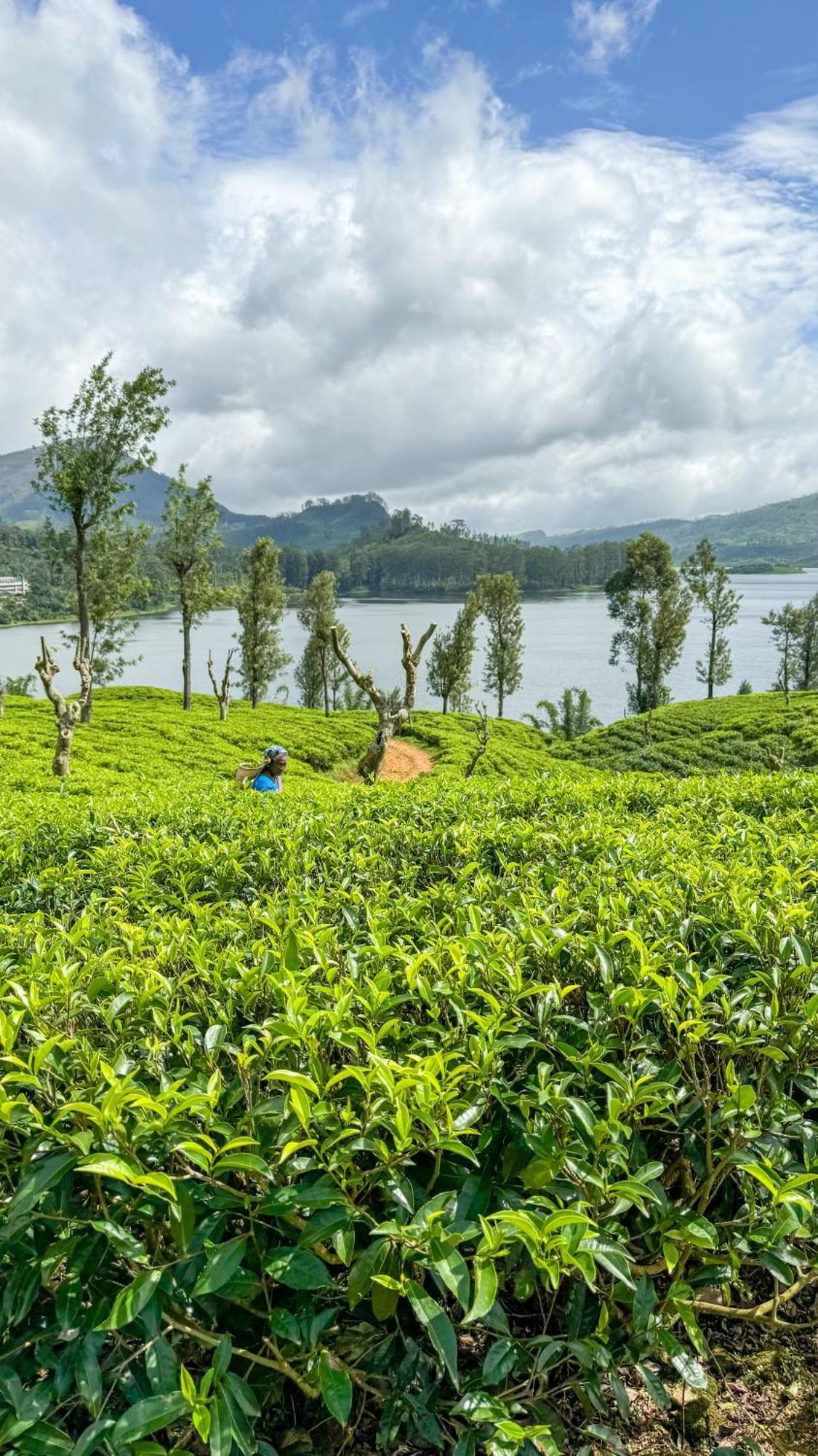 Pekoe Lodge Maskeliya Buitenkant foto